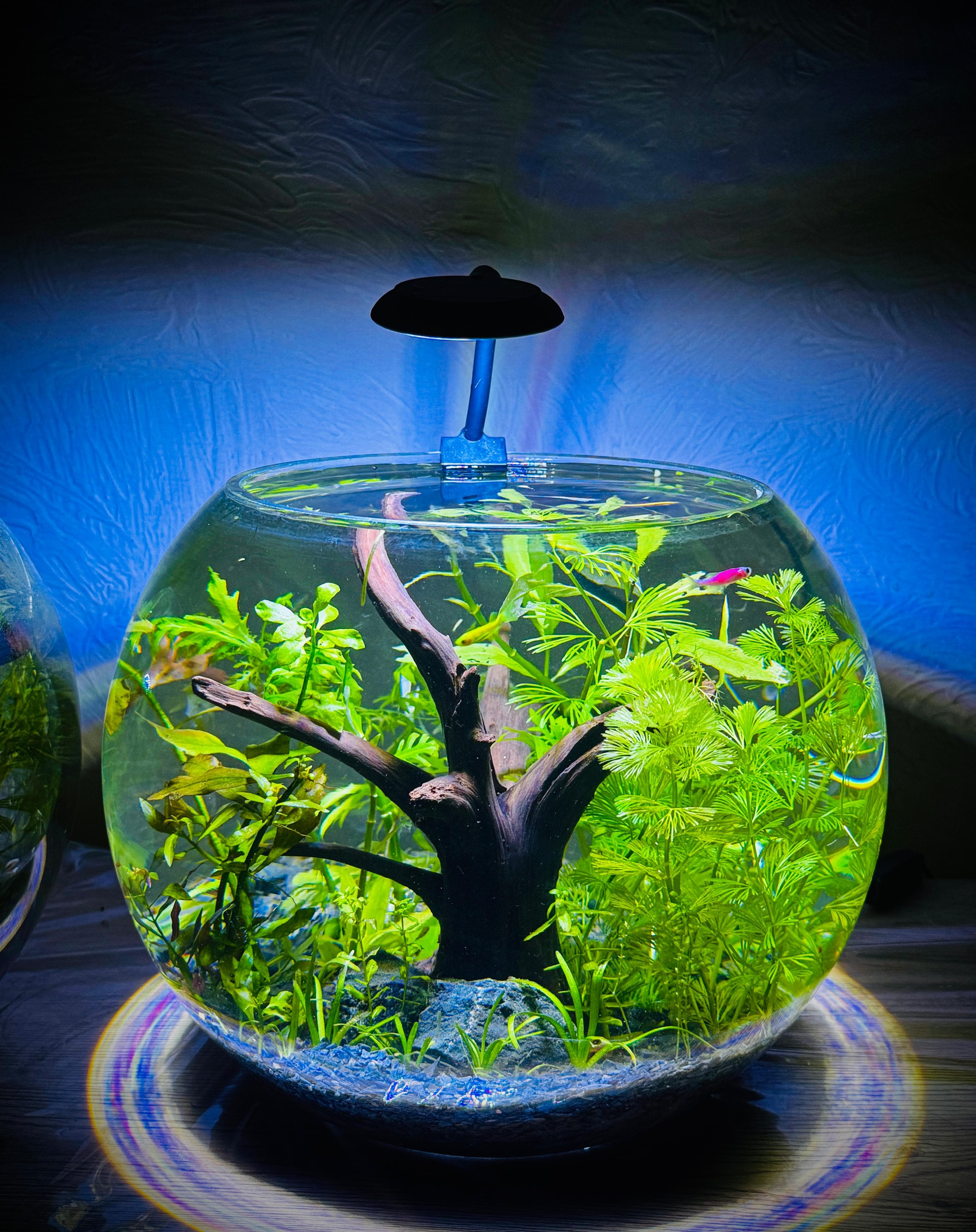 Large planted bowl