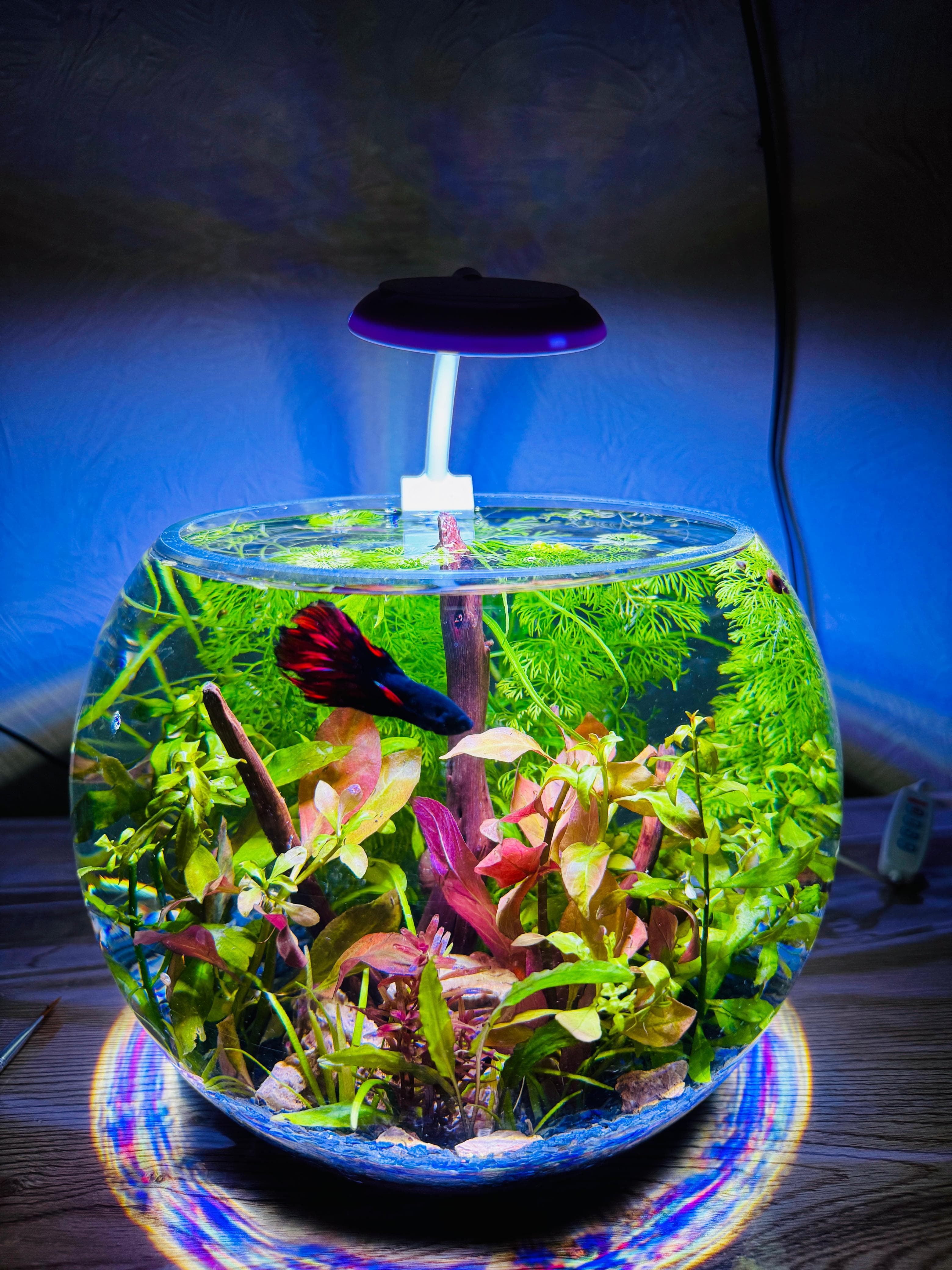 Medium planted bowl