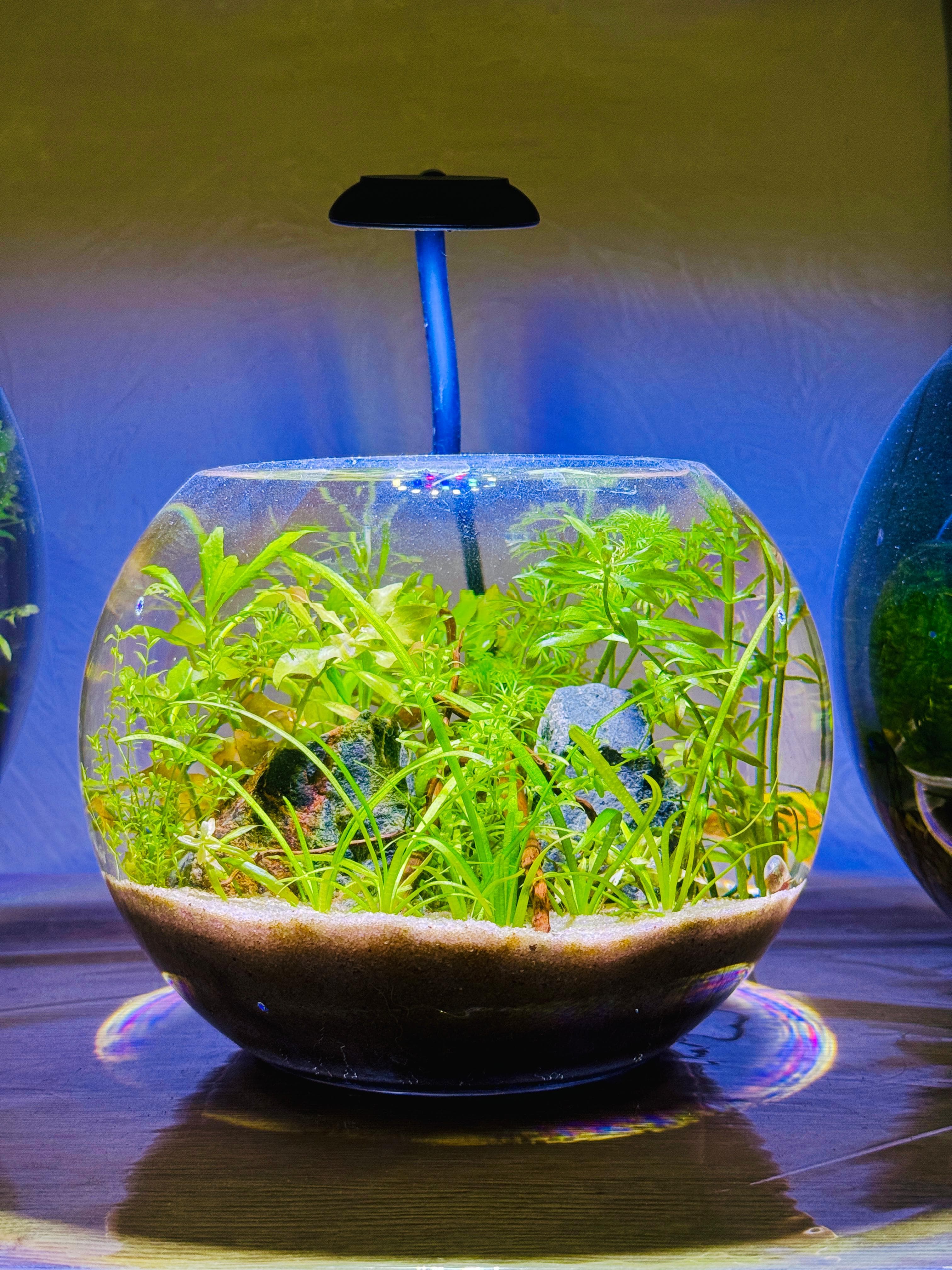 Small planted bowl
