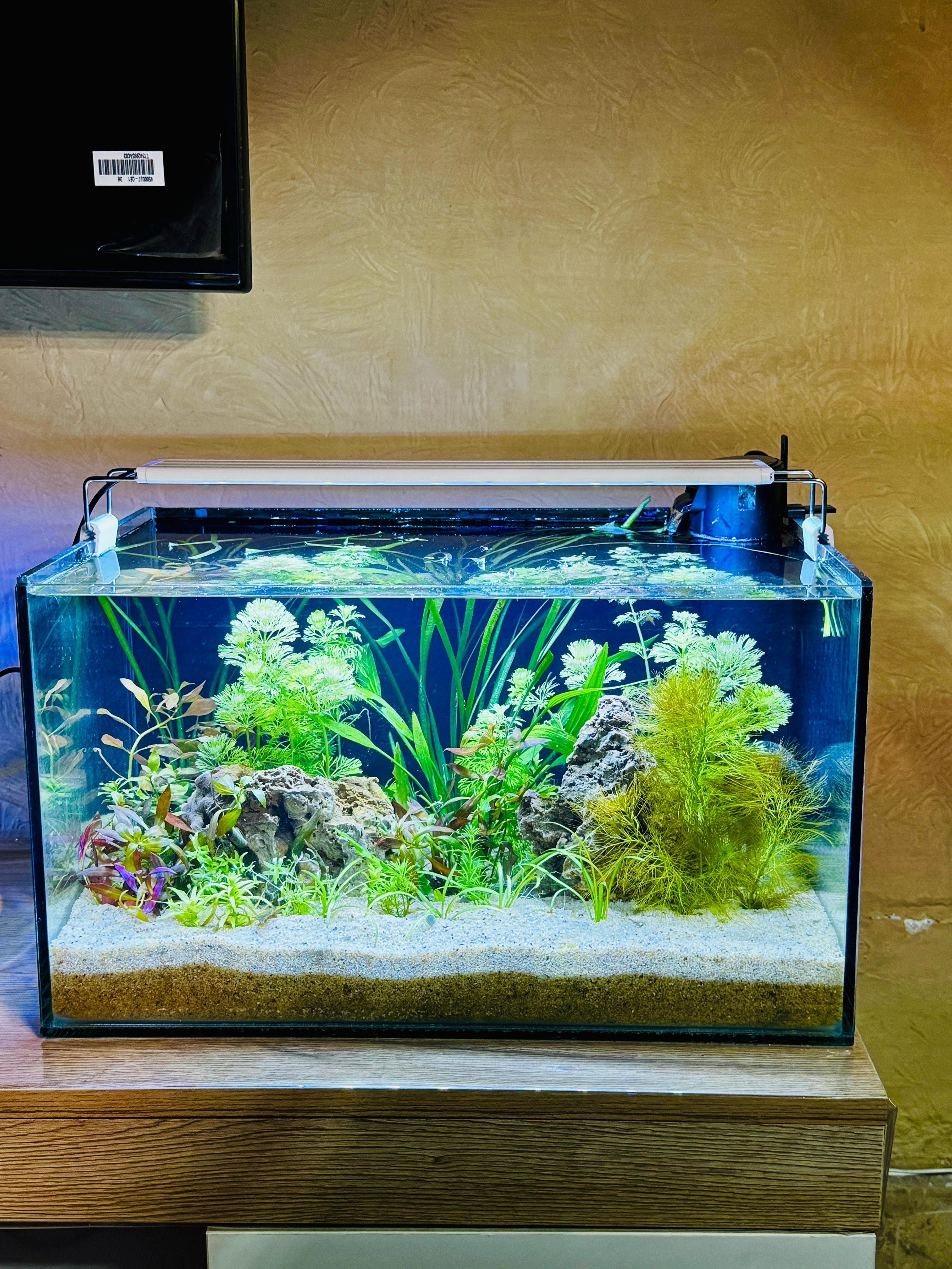 1.5 × 1 ft planted aquarium