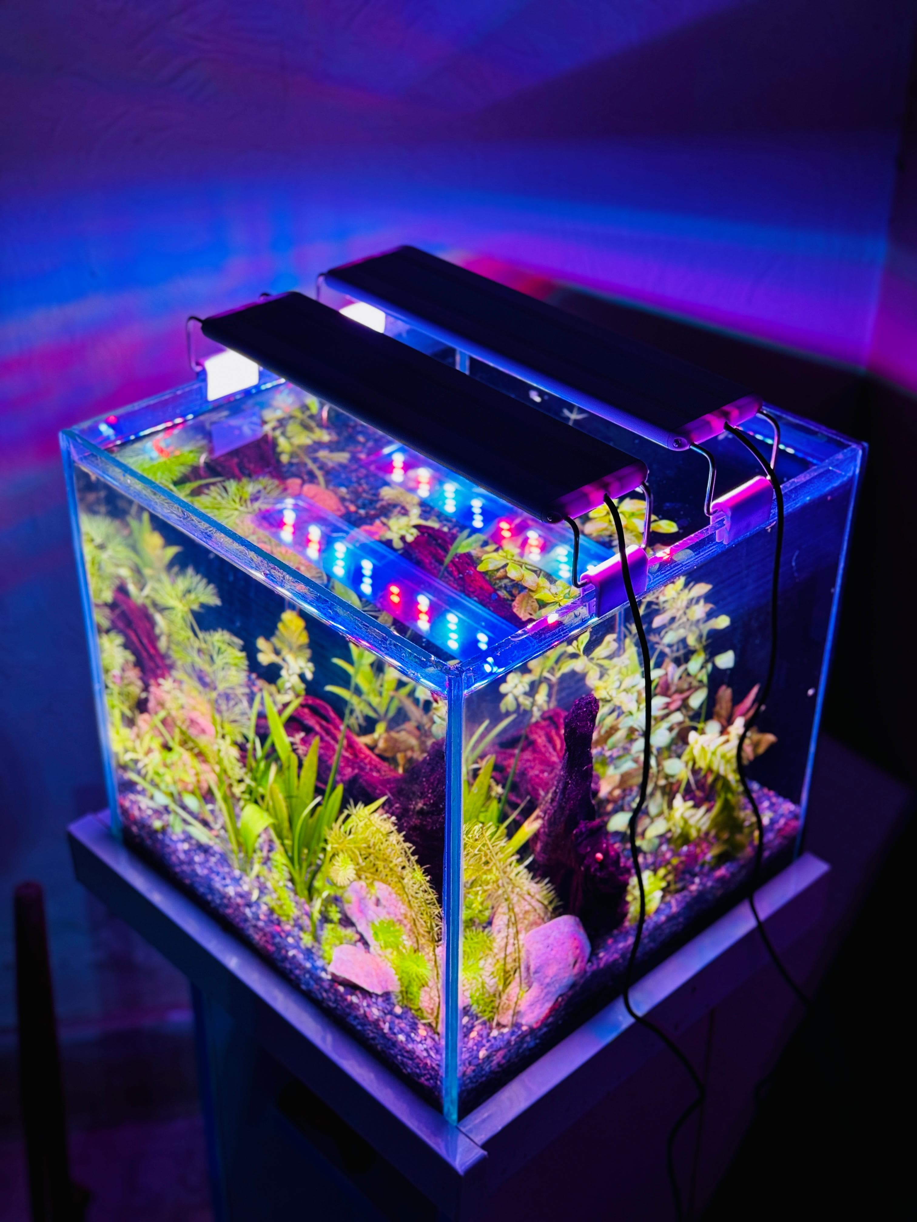 1 × 1 ft planted aquarium