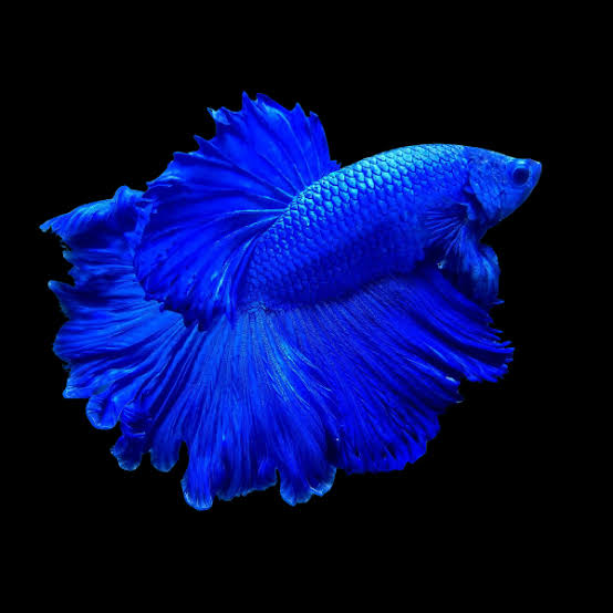Full Moon Betta
