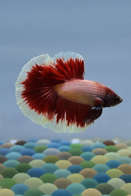Half Moon Betta