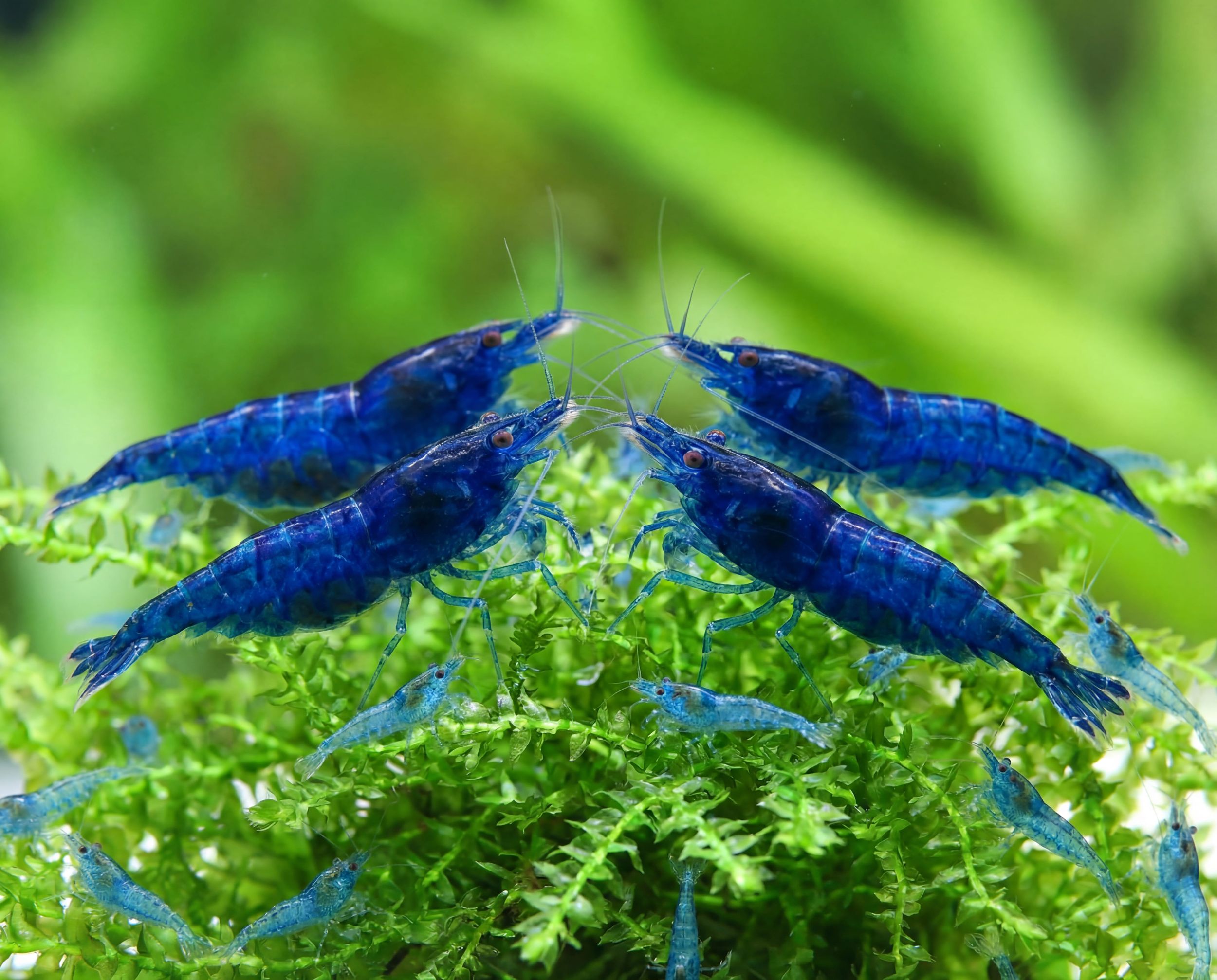 Blue Shrimp (Pair)